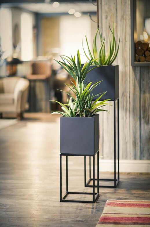 Floriyard corporate plant dealers Bangalore