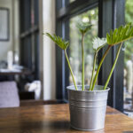 search beautiful indoor plants for modern offices in Mumbai
