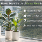 Find healthy rented indoor plants for offices in Mumbai with proper maintenance and care